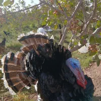 بوقلمون نر وخروس تعدادبالا فروشی|حیوانات مزرعه|کاشان, مشکات|دیوار