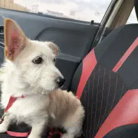 سگ سگ پا کوتاه