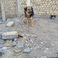 سگ پاکوتاه کم سن