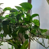 پتوس ابلغ بزرگ با گلدان ،کاکتوس