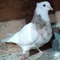 کبوتر‌طوقی