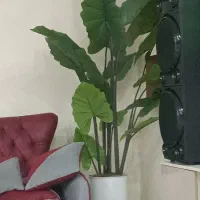 فروش درخت