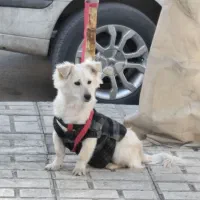 سگ نر|سگ|کرمانشاه, |دیوار