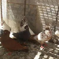 کبوتر همه رنگی پرشی