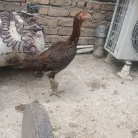 مرغ لاری خوب فروش