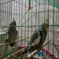 جفت عروس هلندی