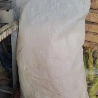 گونی آردی