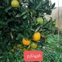 پرتغال سر درختی