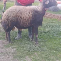 قوچ|حیوانات مزرعه|آق قلا, |دیوار