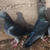 دو عدد اردن نر
