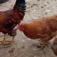 فروش فوری مرغ و خروس