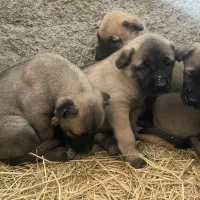 توله سرابی|سگ|پاکدشت, پاکدشت (مامازند)|دیوار