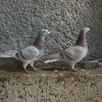 فروش یک جفت پلاکی مسجدی