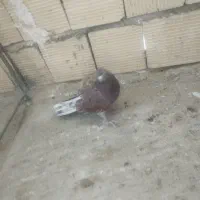 کبوتر پرشی|پرنده|اصفهان, جاوان|دیوار