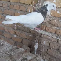 طوقی عروسک نهاوند|پرنده|نهاوند, |دیوار