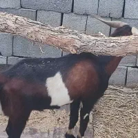 تعدادی گوسفند فروشی|حیوانات مزرعه|توکهور, |دیوار