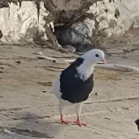 طوق سیاه ماده و طوق گلی جوجه