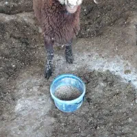ماده چاق قربانی میشه وزن28تا 30تاارزان گذاشتم سالم