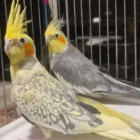 یک جفت عروس هلندی سرحال ۱۸۰۰۰۰۰ تومان