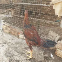 جوجه لاری اصیل نژاد افقان وترک|حیوانات مزرعه|پاکدشت, خاتون آباد|دیوار