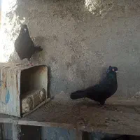 کفتر زاغ|پرنده|فلاورجان, |دیوار