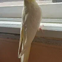 عروس هلندی گمشده