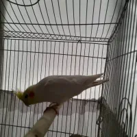 یه جفت عروس هلندی|پرنده|تهران, شمشیری|دیوار