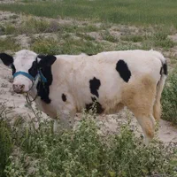 گوسفند و بره زنده همراه قصاب|حیوانات مزرعه|بجنورد, |دیوار