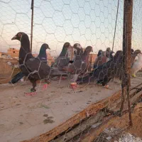 تا کفتر|پرنده|روداب, |دیوار