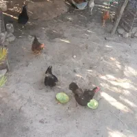 بچ خروس