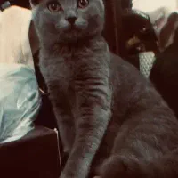 گربه اسکاتیش