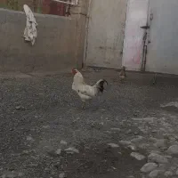 دو عدد خروس