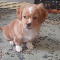 سگ نژادشیتزو