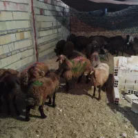 گوسفند زنده از وزن۳۵ کیلو به بالا بره|حیوانات مزرعه|مشهد, کشاورز|دیوار