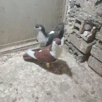 کبوتر|پرنده|مشهد, رضاییه|دیوار