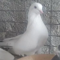 فروش کبوتر|پرنده|گرمسار, |دیوار