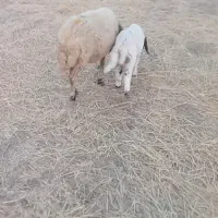 گوسفند و بره نرسالم خوش خوراک وداشتی