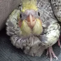 جوجه عروس هلندی|پرنده|ملارد, |دیوار