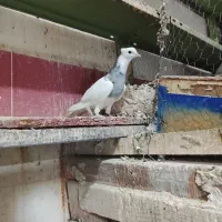 طوقی|پرنده|شادگان, |دیوار