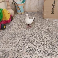 کفتر