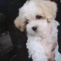 واگذارط توله سگ ۴ماهه