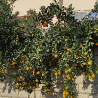 نارنگی تاره انشو