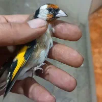 جوجه سرهای امسال کلکسیونی|پرنده|نهاوند, |دیوار