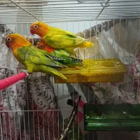 کوتوله|پرنده|مشهد, اقبال|دیوار