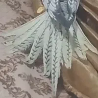 جوجه قناری نر