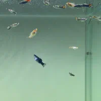 بچه ماهی  گوپی پلاتی مولی زنده زا