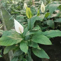 انواع گل و گیاه آپارتمانی و فضای سبز