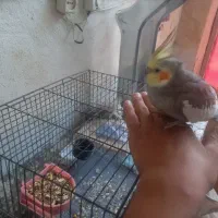 عروس