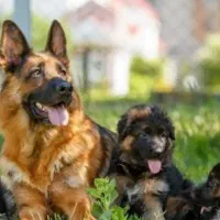 سگ‌ ژرمن۴ماهه