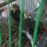 فروش بجه عروس هلندی فریدونکنار